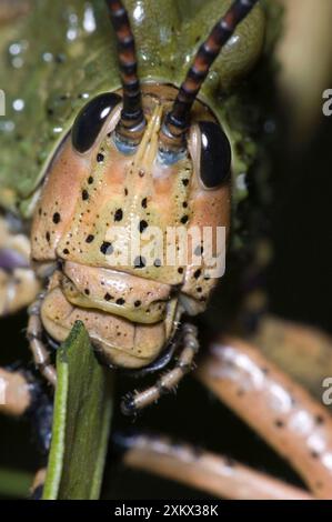 Grüne Milkweed-Heuschrecke aus der Nähe, die Mundteile zeigt Stockfoto