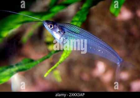 Glaswels/Röntgenfisch Stockfoto