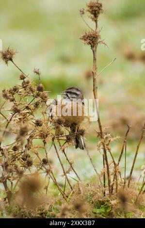 Rock Bunting - weiblich, Februar Stockfoto