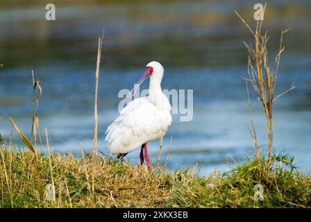 Afrikanischer Löffelschnabel. Stockfoto
