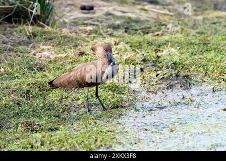 Hamerkop mit Tilapia-Fisch. Stockfoto