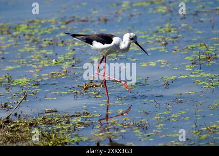 Schwarzflügelstelze auf der Suche in Untiefen Stockfoto