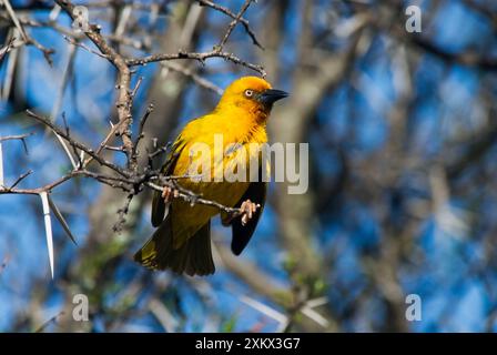 Kap-Weaver Stockfoto