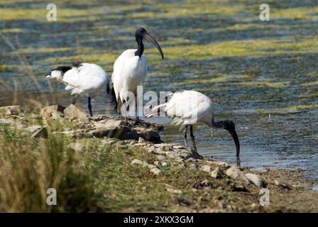 Afrikanische Sacred Ibis Stockfoto