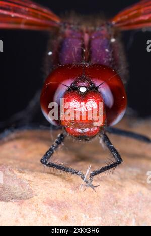 Rotgeäderte TropfLibelle. Nahaufnahme des männlichen Kopfes. Stockfoto