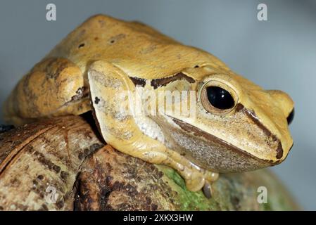 Golden Tree Frog Stockfoto