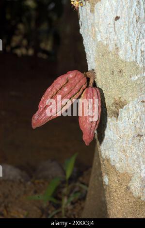 Kakao: Schoten, die direkt aus Baumstämmen wachsen Stockfoto