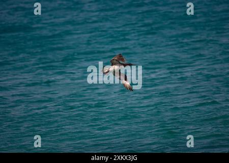 Juvenile Nördliche Gannet Tauchen nach Essen Stockfoto