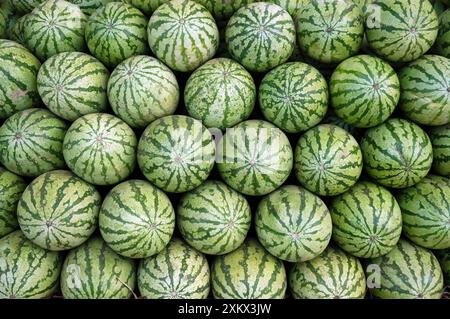 Wassermelonen zum Verkauf in Indien (aber angebaut Stockfoto