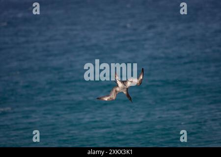 Juvenile Nördliche Gannet Tauchen nach Essen Stockfoto