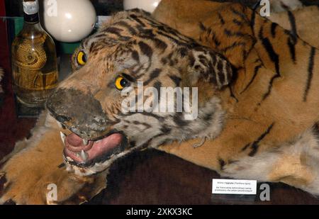 CITES Beschlagnahmungen Flughafen Warschau - Tigerhaut, Stockfoto