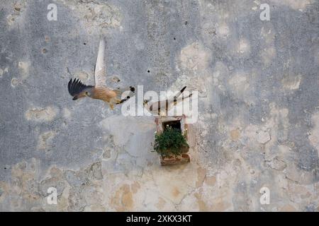 Adulte männliche und weibliche Kleinen Kestrel an der Neststelle Stockfoto