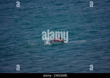 Juvenile Nördliche Gannet Tauchen nach Essen Stockfoto