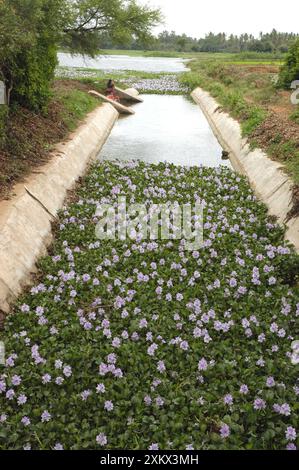 Wasserhyazinthe: Schwimmende Makrophyte verstopft Wasser Stockfoto