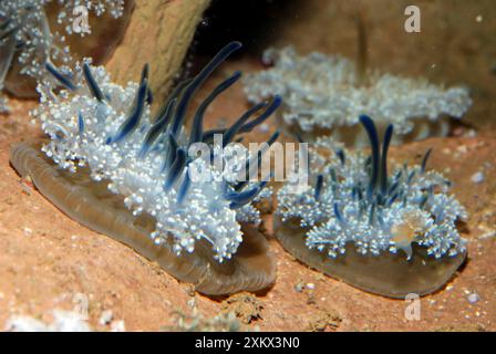 Upside-Down Jellyfish Stockfoto