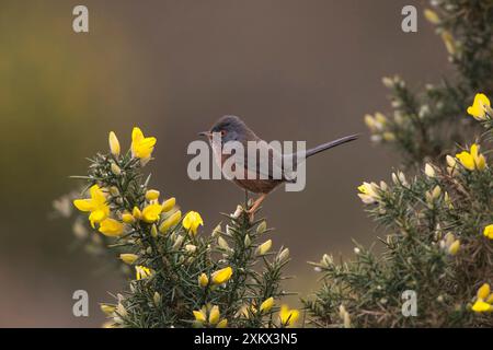 Erwachsener Mann Dartford Warbler Stockfoto