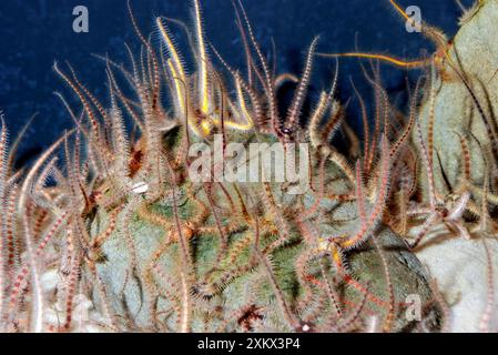 Federsterne: Auf dem Meeresboden winkend mit den Armen herum Stockfoto