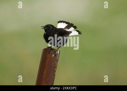 Schwarzes Perlmutt Für Erwachsene Stockfoto