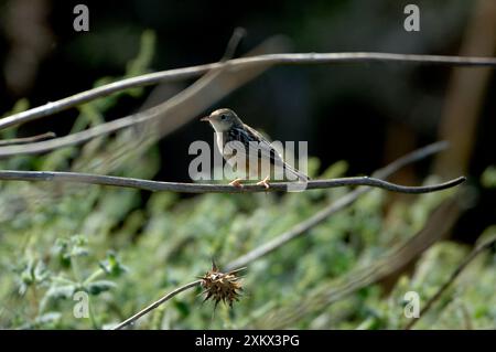 Drolligen Cistensänger Stockfoto