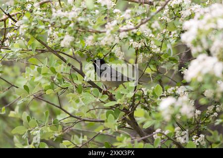 Erwachsener Rüde Ruppell's Warbler Stockfoto