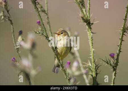 Erwachsener Melodious Warbler - Singen Stockfoto