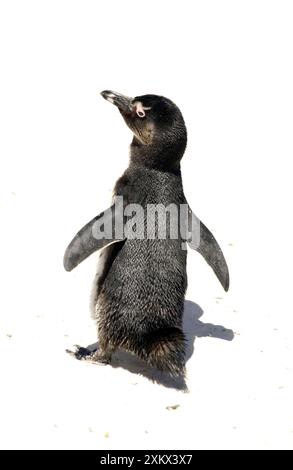 Afrikanischer / Schwarzfuß / Jackass-Pinguin - am kap Stockfoto