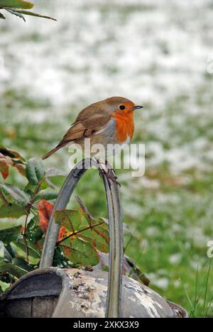 Robin - sitzend auf der Gießkanne - Federn gefluckt Stockfoto