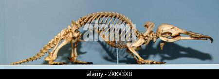 Skelett von Duck Billed Platypus Stockfoto