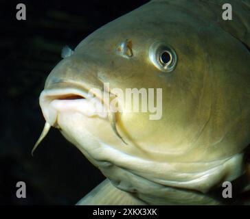 Karpfen - Europäische Süßgewässer Stockfoto