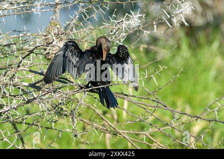 Schilfkormoran trocknet Flügel und wird nach dem Angeln gezüchtet. Stockfoto