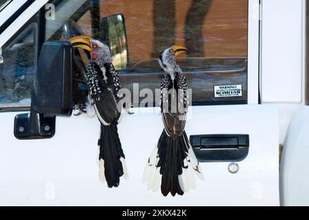 Südliche Gelbschnabel - auf dem Fahrzeug. Stockfoto