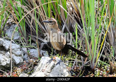 Bootsschwanzgrackle - Jungfrau. Stockfoto