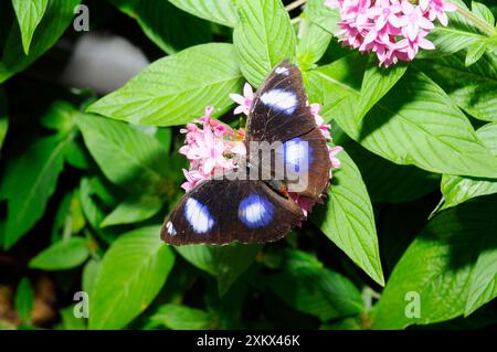 Großer Eggfly / gemeiner Eggfly männlicher Schmetterling. Stockfoto