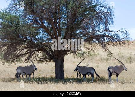 Gemsbok / Oryx ruht in der Hitze des Tages im Schatten. Stockfoto