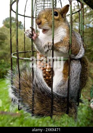 Graues Eichhörnchen in einem Eichhörnchen-sicheren Vogelfutter gefangen Stockfoto