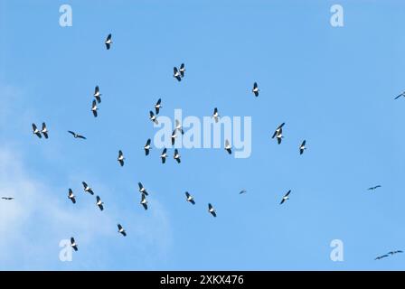 Abdim's / Weißbauchstörche - Herde im Flug Stockfoto