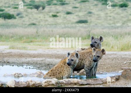 Gefleckte Hyaena, die sich am Wasserloch Kousant abkühlt. Stockfoto