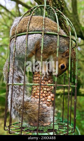 Graues Eichhörnchen in einem Eichhörnchen-sicheren Vogelfutter gefangen Stockfoto