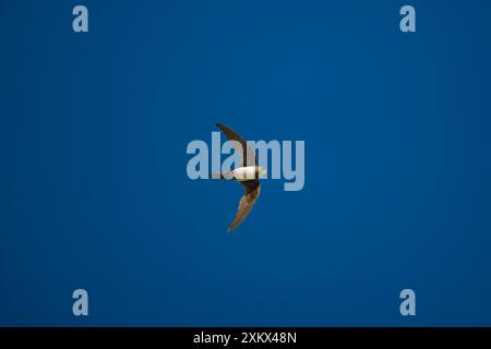 Alpine Swift Stockfoto