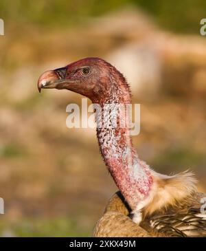 Blutbefleckter Eurasischer Gänsegeier Stockfoto