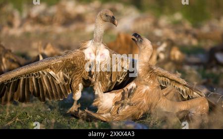 Eurasische Gänsegeier kämpfen gegen Kadaver Stockfoto