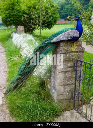 Peacock - Mann sitzt auf dem Torpfosten Stockfoto