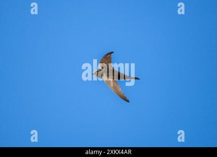 Mauersegler im Flug Stockfoto