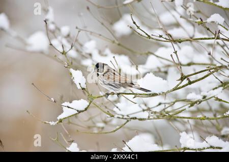 Reed Bunting - männlich auf schneebedecktem Ast Stockfoto