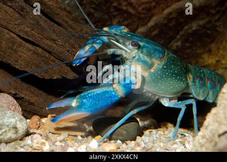 Blaue Flusskrebse Stockfoto