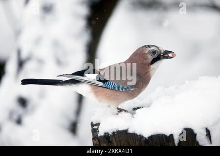 Eurasian Jay - isst Erdnüsse im Schnee Stockfoto