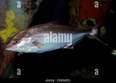 Greater Amberjack - tropische Riffe auf der ganzen Welt Stockfoto