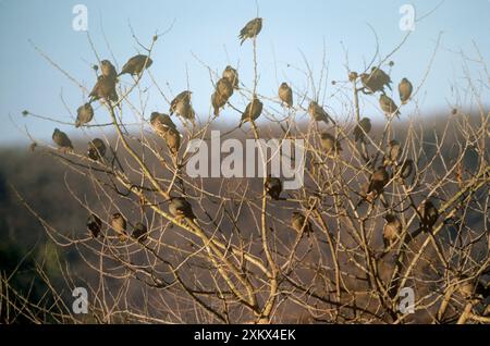 Bank Myna - eine Herde, die in einem treeÊÊÊÊ ruht Stockfoto