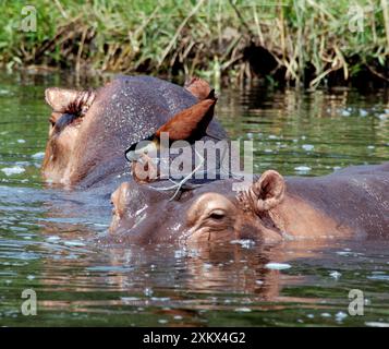 Afrikanischer Jacana, der auf Hippopotamus nach Essen sucht Stockfoto