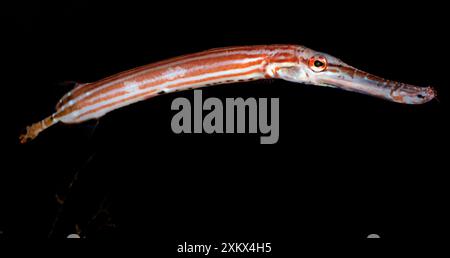 Chinesischer Trompetenfisch Stockfoto